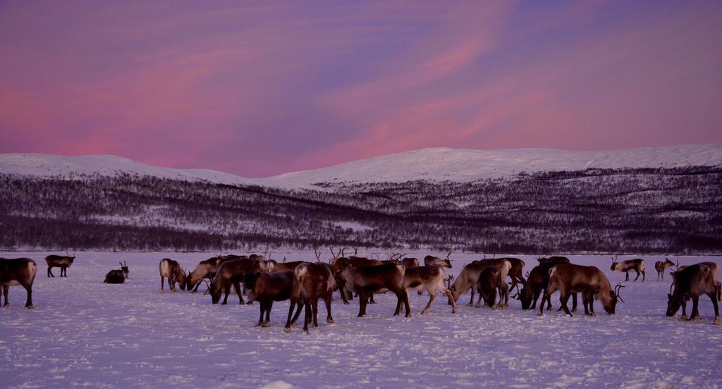 Kilpisjaerven Tunturimajat Villa Kilpisjärvi Oda fotoğraf